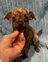 Mister Sketch , a male Chihuahua for sale in Adamsville, TN – 3 of 3