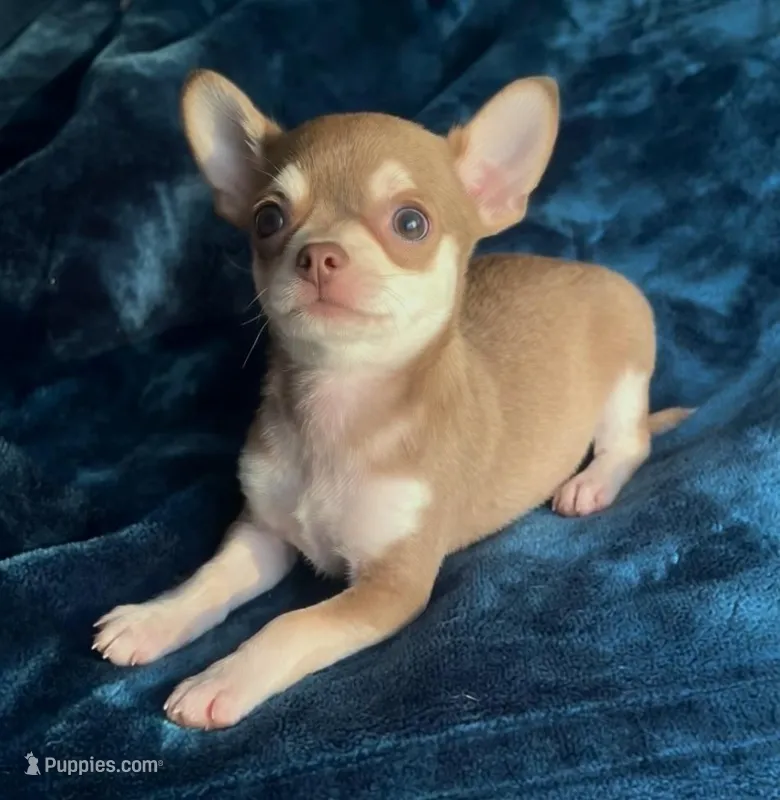 Baby Monkey – Chihuahua puppy for sale in Adamsville, TN