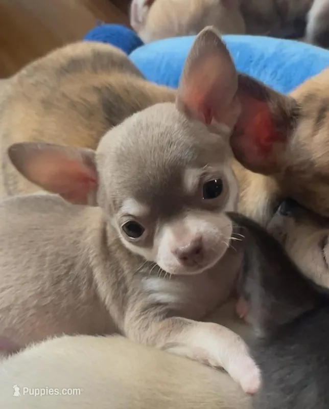 Baby Monkey – Chihuahua puppy for sale in Adamsville, TN