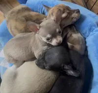 Baby Monkey, a male Chihuahua for sale in Adamsville, TN – Photo 6 of 6