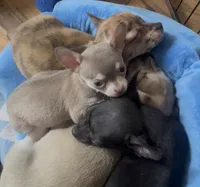 Baby Monkey, a male Chihuahua for sale in Adamsville, TN – Photo 4 of 6