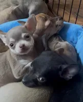 Baby Monkey, a male Chihuahua for sale in Adamsville, TN – Photo 5 of 6