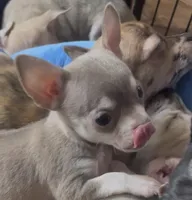 Baby Monkey, a male Chihuahua for sale in Adamsville, TN – Photo 2 of 6