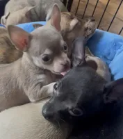 Baby Monkey, a male Chihuahua for sale in Adamsville, TN – Photo 3 of 6