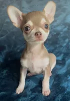 Baby Monkey, a male Chihuahua for sale in Adamsville, TN – 3 of 10