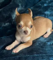 Baby Monkey, a male Chihuahua for sale in Adamsville, TN – 2 of 10