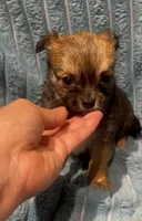 Lil Beanie, a male Chihuahua for sale in Adamsville, TN – 3 of 5