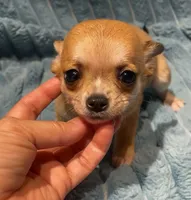 Tiny Rusty, a male Chihuahua for sale in Adamsville, TN – 2 of 6