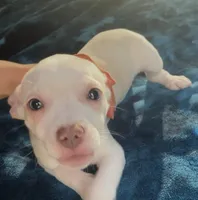 Big Boy Buddy, a male Chihuahua for sale in Adamsville, TN – 2 of 9