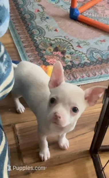 Chunky Buddy – Chihuahua puppy for sale in Adamsville, TN