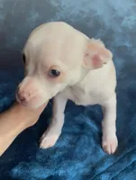 Big Boy Buddy, a male Chihuahua for sale in Adamsville, TN – 7 of 9