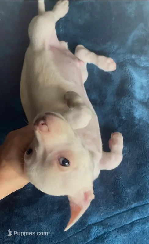Chunky Buddy – Chihuahua puppy for sale in Adamsville, TN