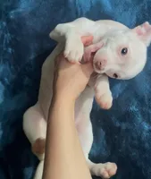 Big Boy Buddy, a male Chihuahua for sale in Adamsville, TN – 5 of 9