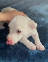 Big Boy Buddy, a male Chihuahua for sale in Adamsville, TN – 6 of 9