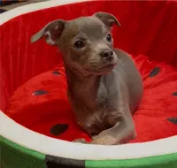 Steele, a male Chihuahua for sale in Adamsville, TN – 6 of 8