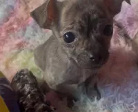 Tiny Tinsel, a female Chihuahua for sale in Adamsville, TN – Photo 3 of 6