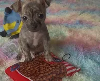 Tiny Tinsel, a female Chihuahua for sale in Adamsville, TN – Photo 6 of 6