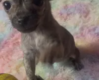 Tiny Tinsel, a female Chihuahua for sale in Adamsville, TN – Photo 2 of 6