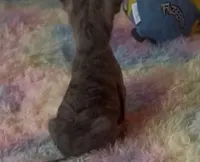 Tiny Tinsel, a female Chihuahua for sale in Adamsville, TN – Photo 4 of 6