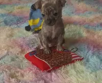 Tiny Tinsel, a female Chihuahua for sale in Adamsville, TN – Photo 5 of 6