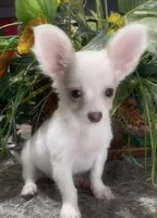 Fluffy Charlie, a male Chihuahua for sale in Adamsville, TN – 2 of 9