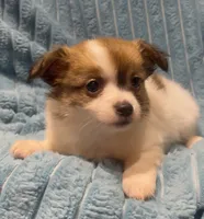 Fluffy Sweet Pea, a female Chihuahua for sale in Adamsville, TN – 6 of 7
