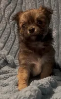 Lil Beanie, a male Chihuahua for sale in Adamsville, TN – 5 of 5