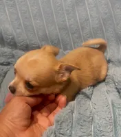 Tiny Tootie, a female Chihuahua for sale in Adamsville, TN – 4 of 8