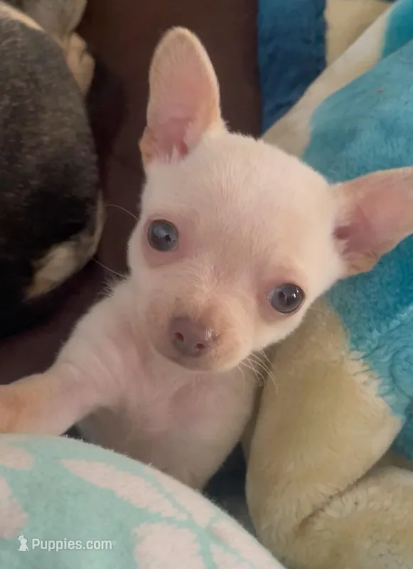 Sugar Cookie  – Chihuahua puppy for sale in Adamsville, TN