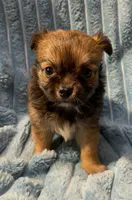 Lil Beanie, a male Chihuahua for sale in Adamsville, TN – 2 of 5