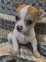 Baby Nickel, a male Chihuahua for sale in Adamsville, TN – 2 of 5