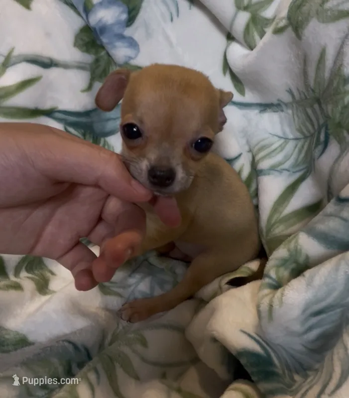 Brownie – Chihuahua puppy for sale in Adamsville, TN