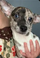 Patches, a male Chihuahua for sale in Adamsville, TN – Photo 6 of 8