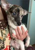 Patches, a male Chihuahua for sale in Adamsville, TN – Photo 2 of 8