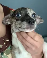 Patches, a male Chihuahua for sale in Adamsville, TN – Photo 4 of 8