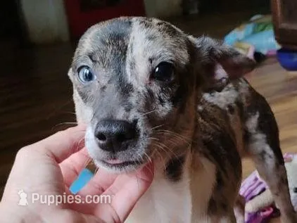 Patches, a male Chihuahua for sale in Adamsville, TN – Photo 1 of 8