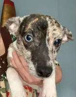 Patches, a male Chihuahua for sale in Adamsville, TN – Photo 3 of 8