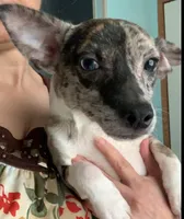 Patches, a male Chihuahua for sale in Adamsville, TN – Photo 7 of 8