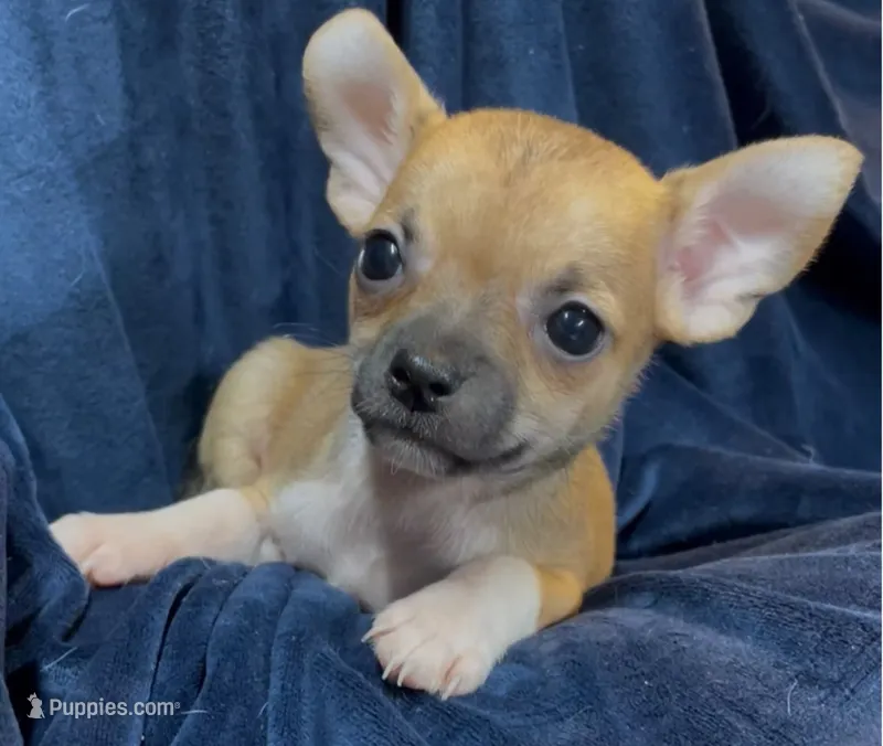 Socks – Chihuahua puppy for sale in Adamsville, TN