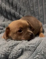 Cute lil Copper, a male Chihuahua for sale in Adamsville, TN – 4 of 4