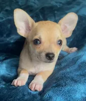 Tiger Lily , a female Chihuahua for sale in Adamsville, TN – Photo 2 of 5
