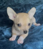 Tiger Lily , a female Chihuahua for sale in Adamsville, TN – Photo 3 of 5