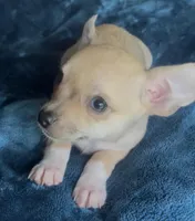 Tiger Lily , a female Chihuahua for sale in Adamsville, TN – Photo 1 of 5