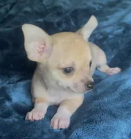 Tiger Lily , a female Chihuahua for sale in Adamsville, TN – Photo 5 of 5