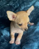 Tiger Lily , a female Chihuahua for sale in Adamsville, TN – Photo 4 of 5