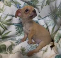 Brownie, a male Chihuahua for sale in Adamsville, TN – 6 of 10