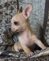 Baby Lilo , a male Chihuahua for sale in Adamsville, TN – 2 of 5