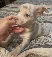 Ziggy, a male Chihuahua for sale in Adamsville, TN – 6 of 10