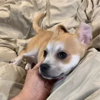 Royce, a male Chihuahua for sale in Adamsville, TN – 6 of 7