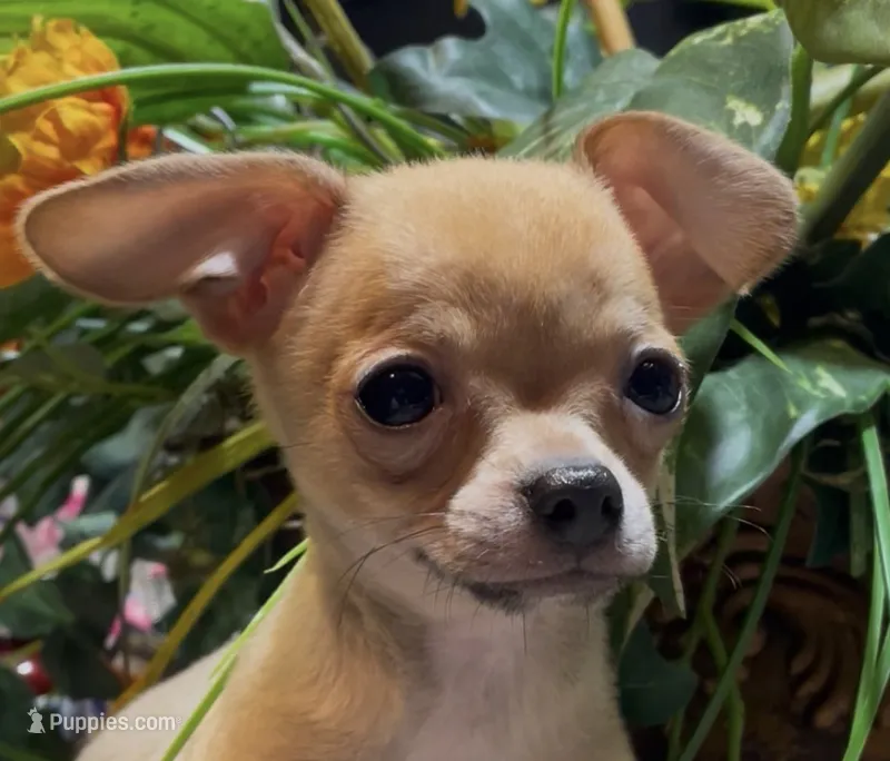 Brownie – Chihuahua puppy for sale in Adamsville, TN